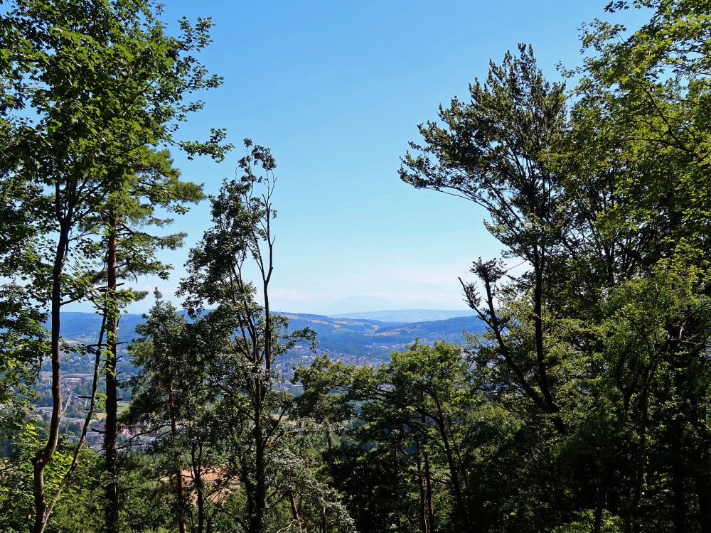 Blick durch eine Baumlücke