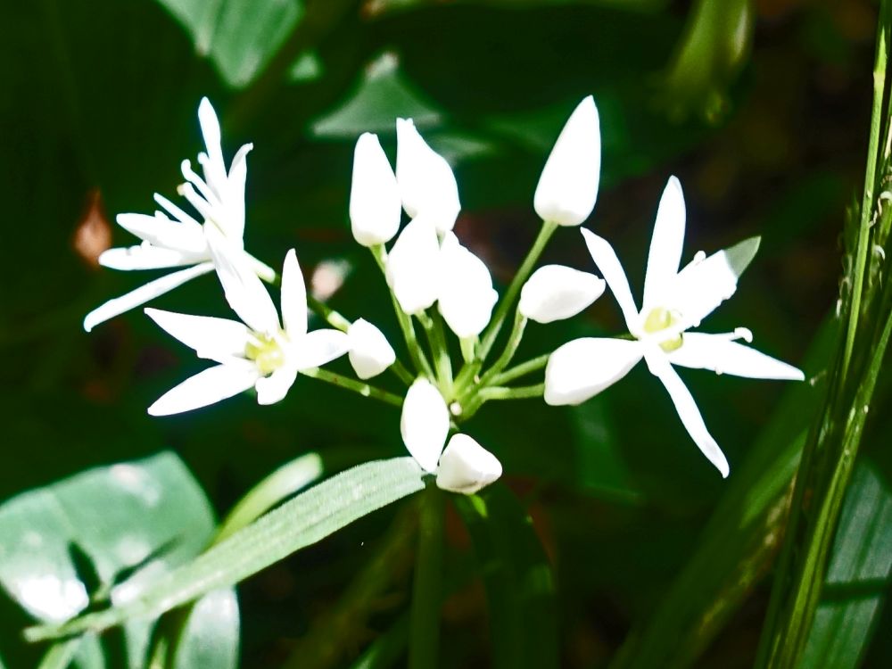 Bärlauchblüten