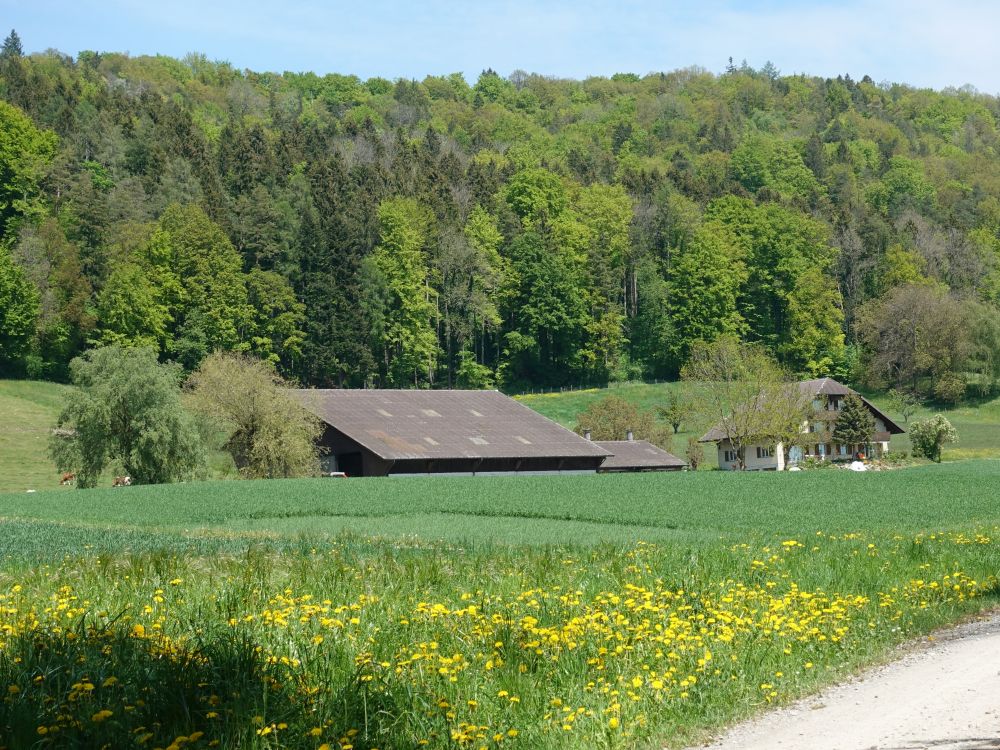 Bauernhog im Wiesentäli