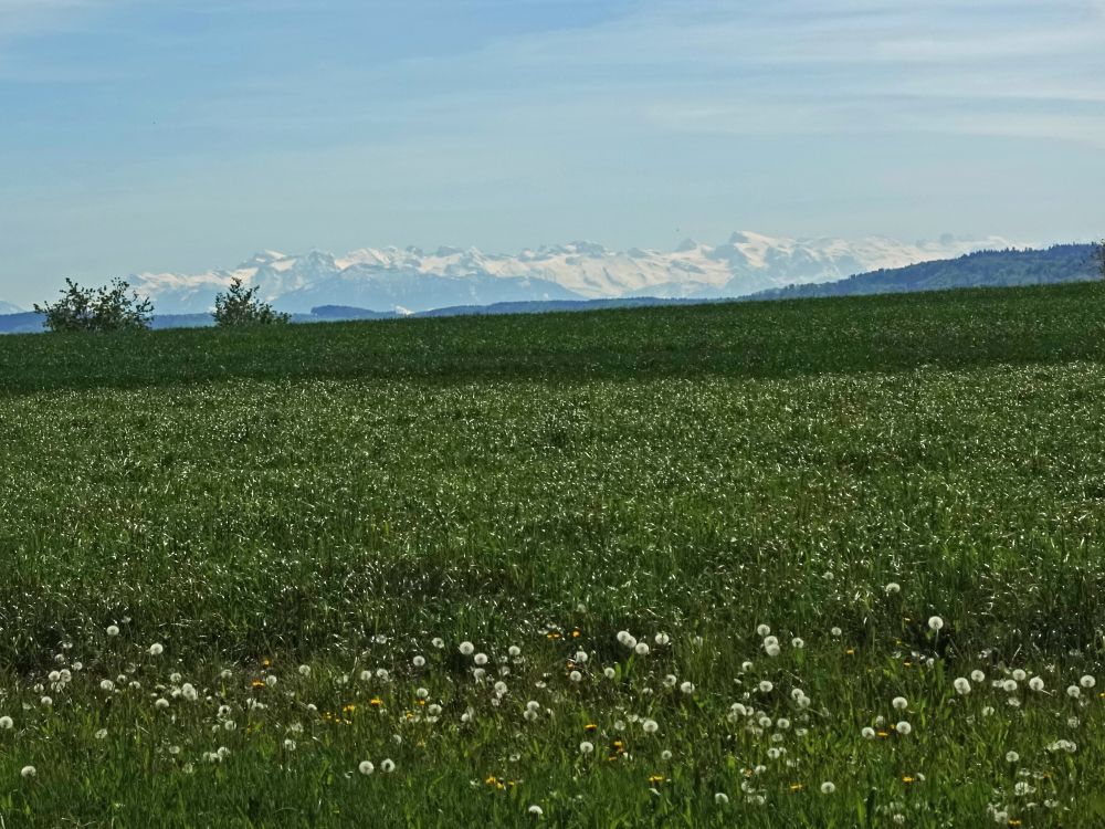 Alpenblick