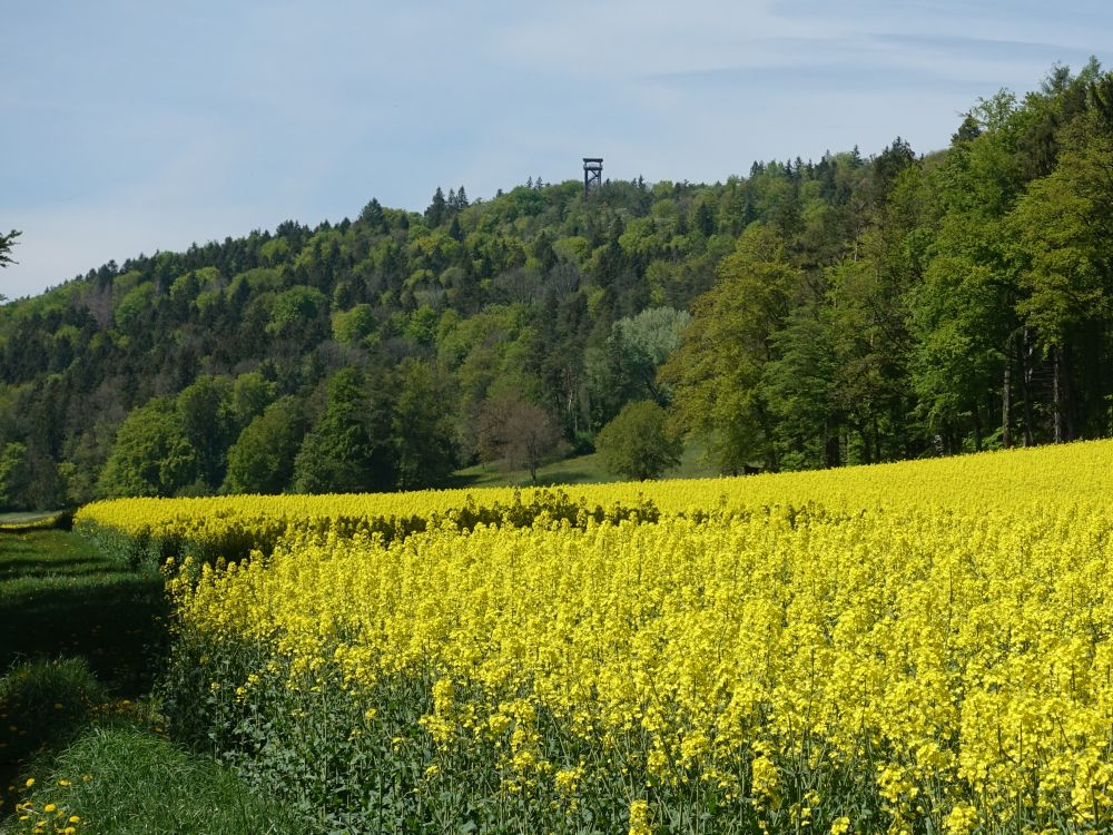 Aussichtsturm Altberg über Rapsfeld