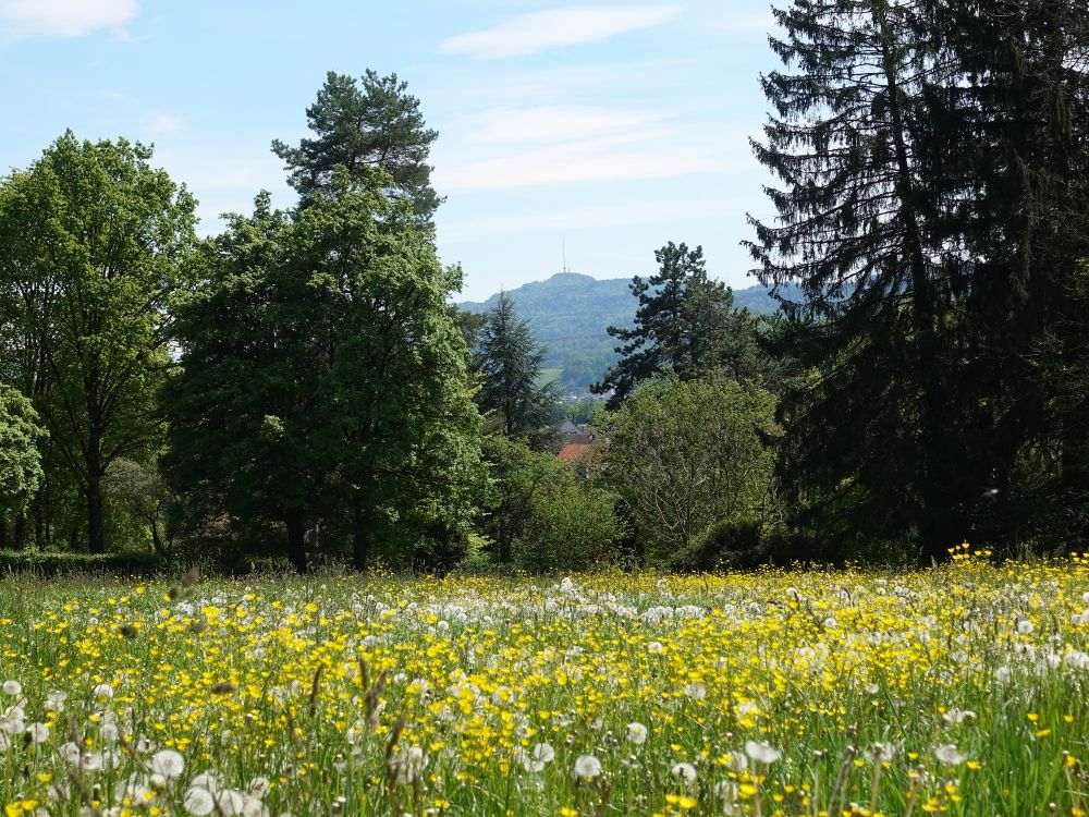 Blick zum Uetliberg