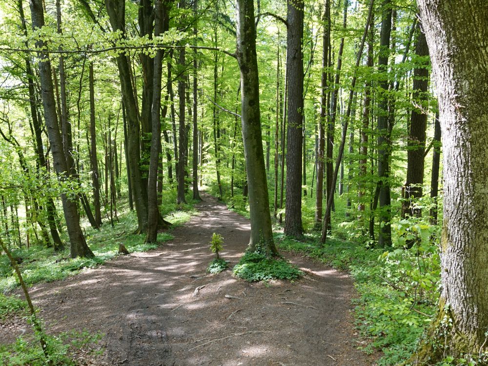 Waldweg am Altberg