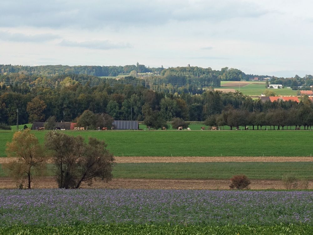 Napoleonturm am Horizont