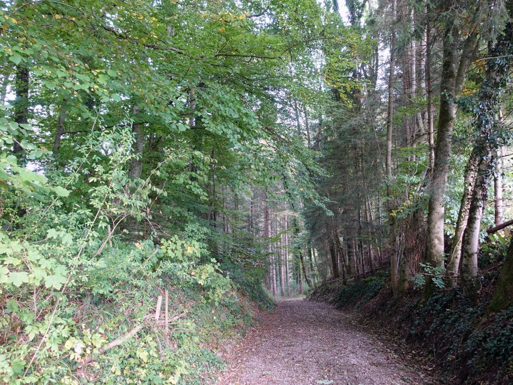 Waldweg