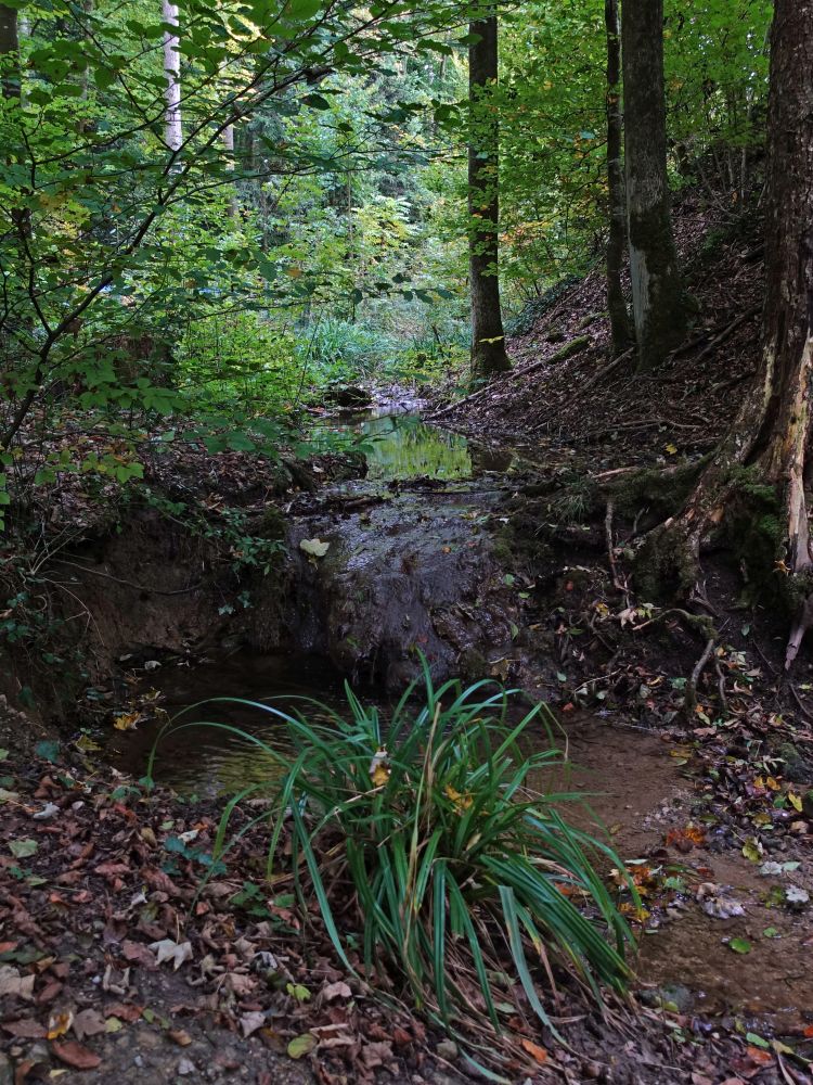 Zufluss zum Chemebach