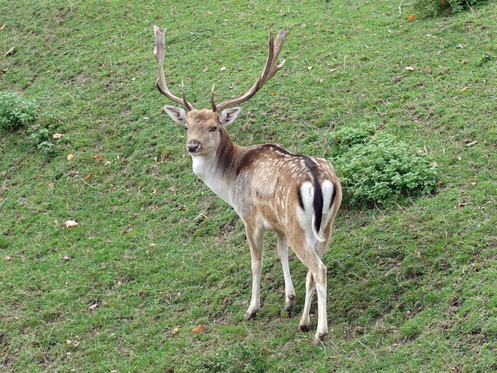 Hirsch im Schlossgraben