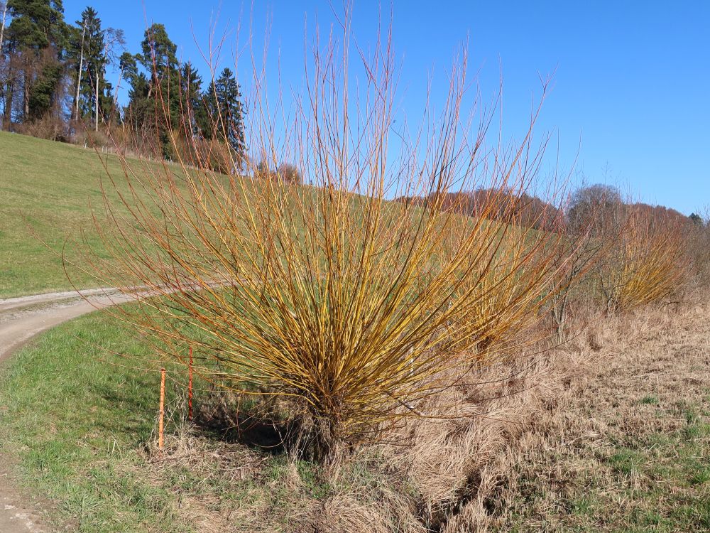 Korbweide