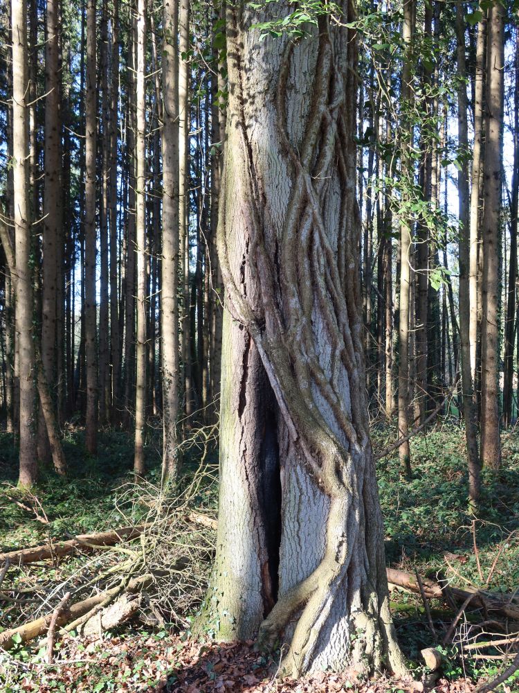 Efeubewuchs
