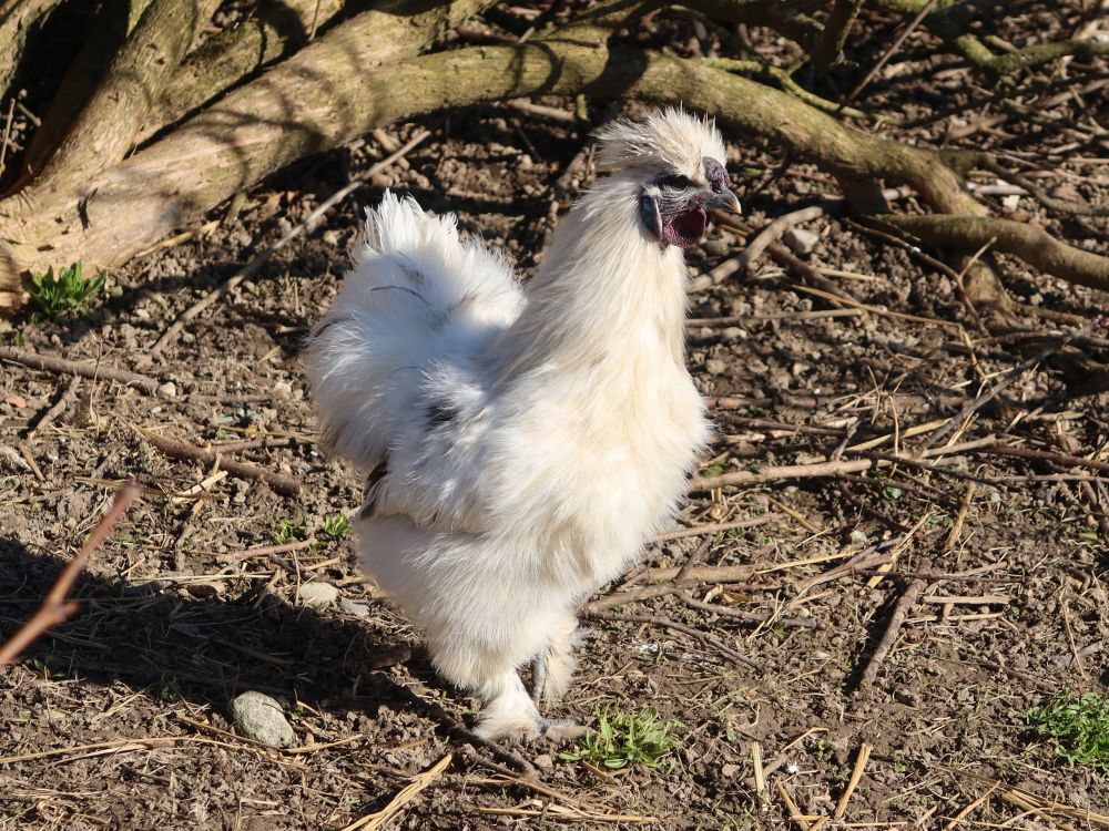 Seidenhuhn