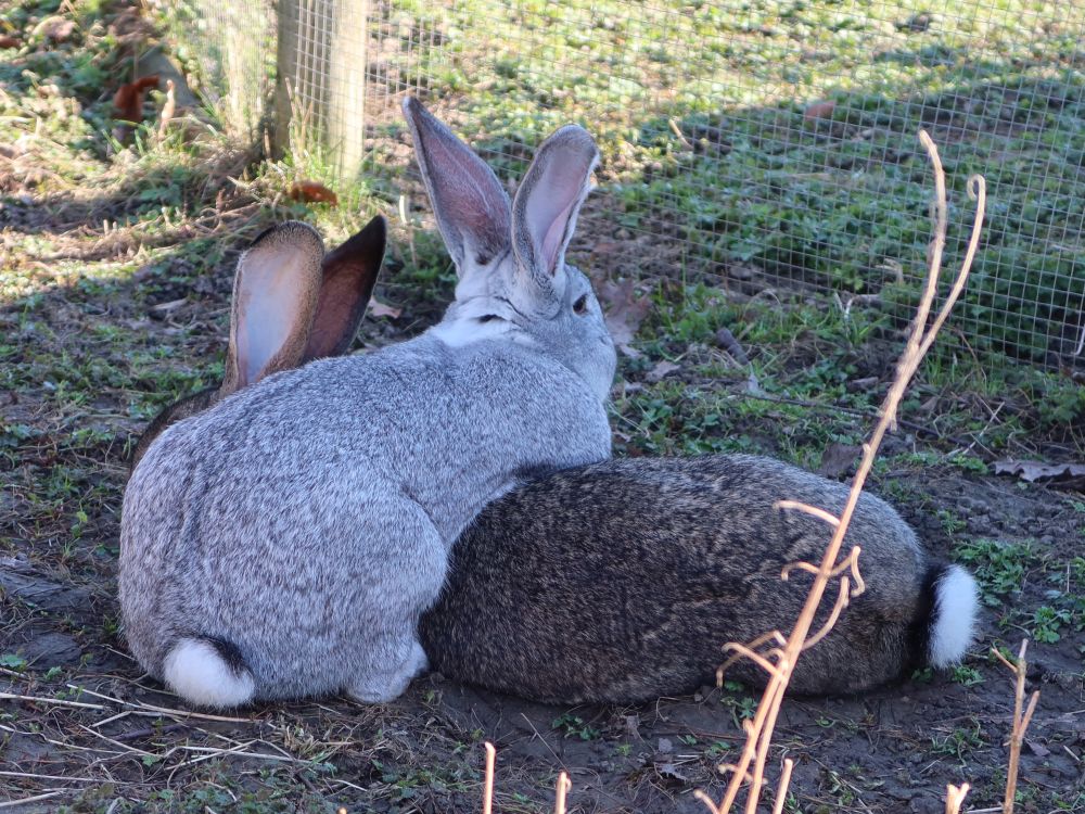 Riesenkaninchen