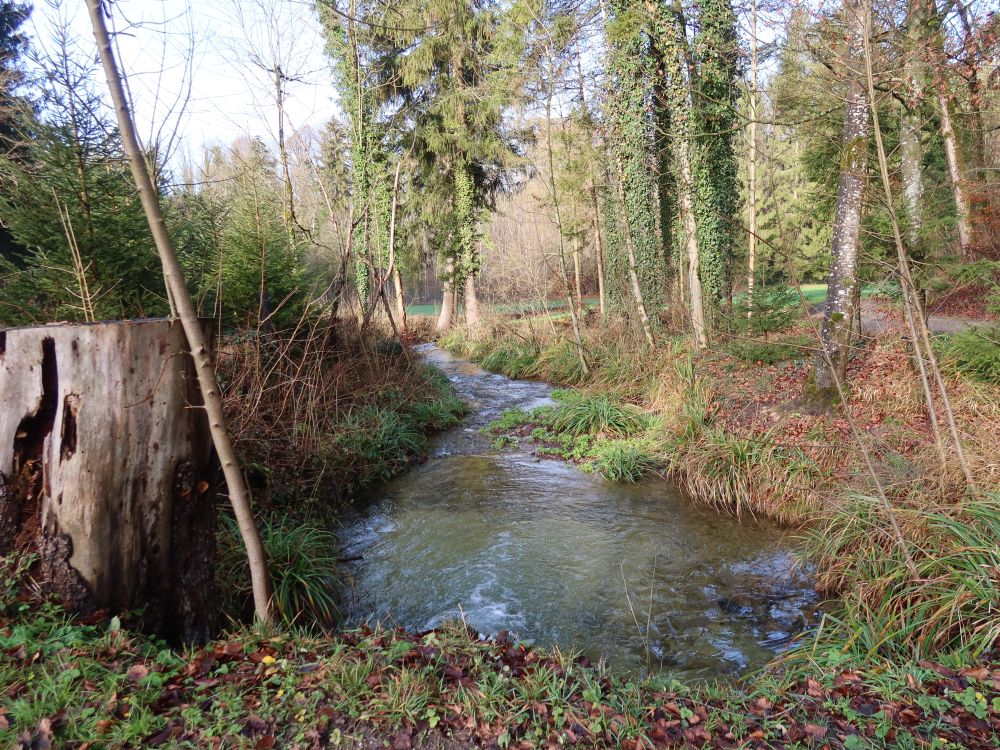 Zufluss zum Chemebach