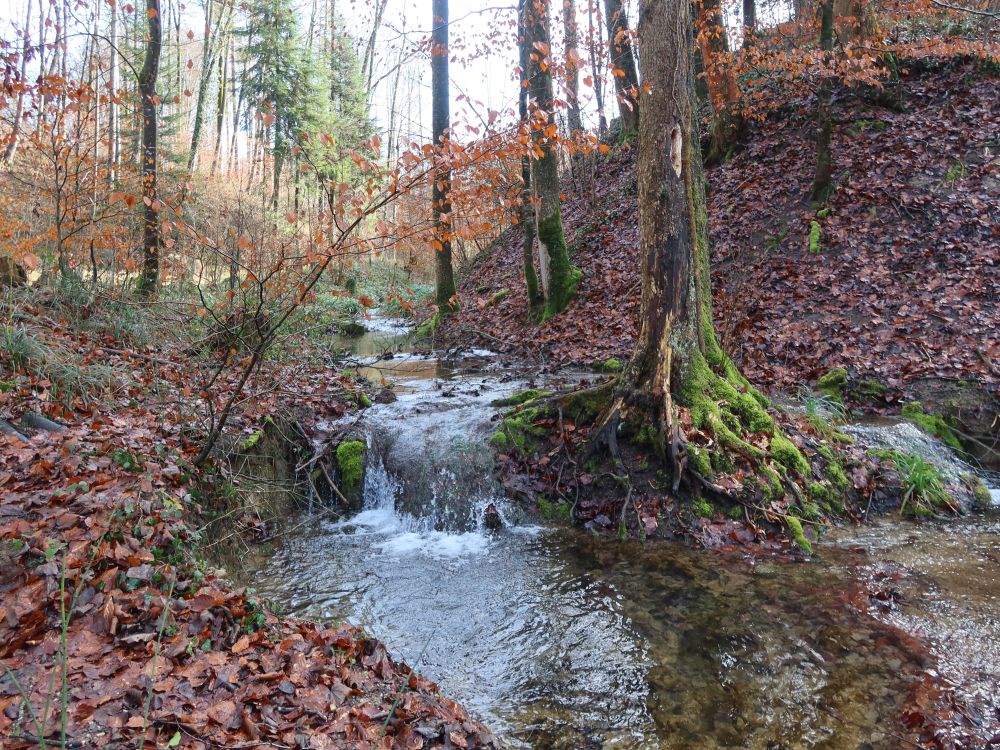 Zufluss zum Chemebach