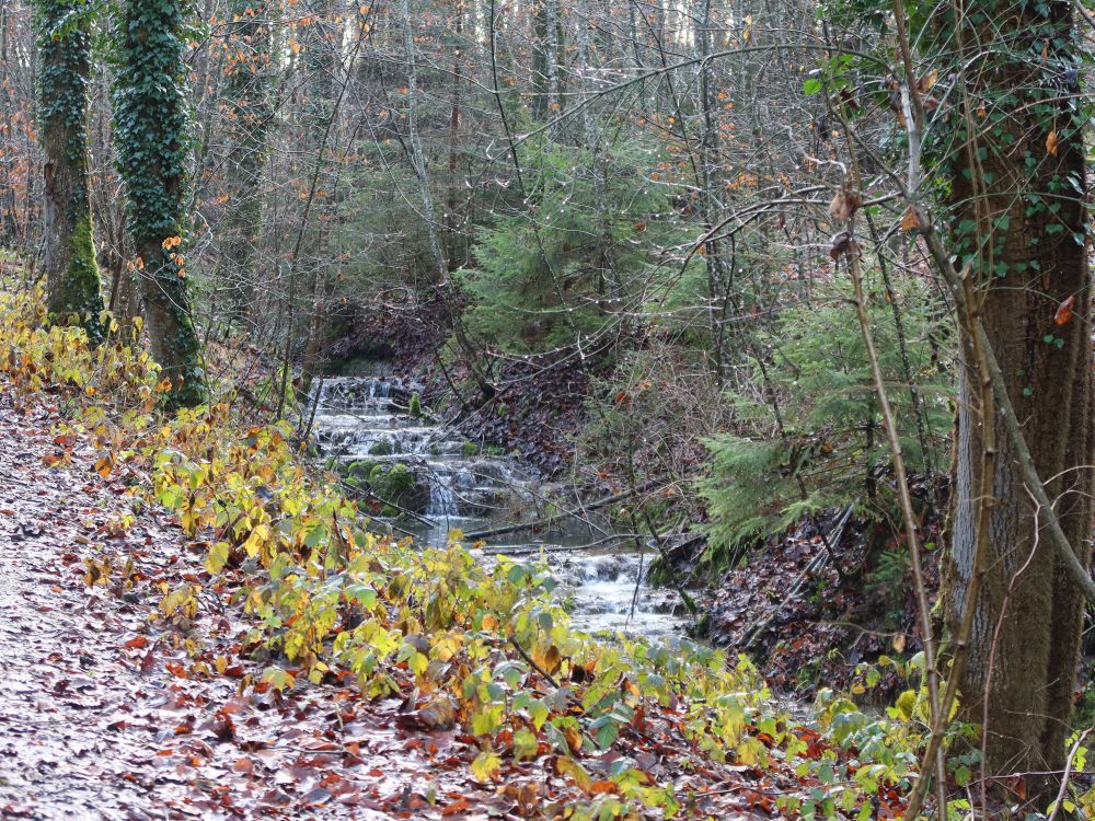 Zufluss zum Chemebach