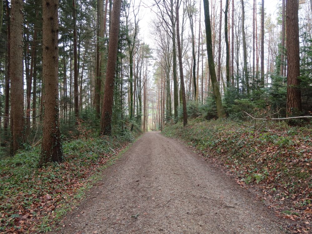 Waldweg bei Iischlag