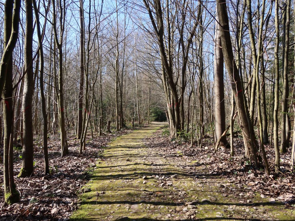 Waldweg