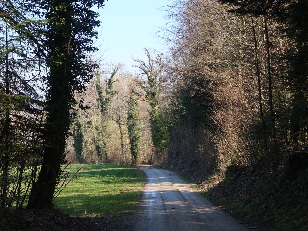 Weg am Waldrand