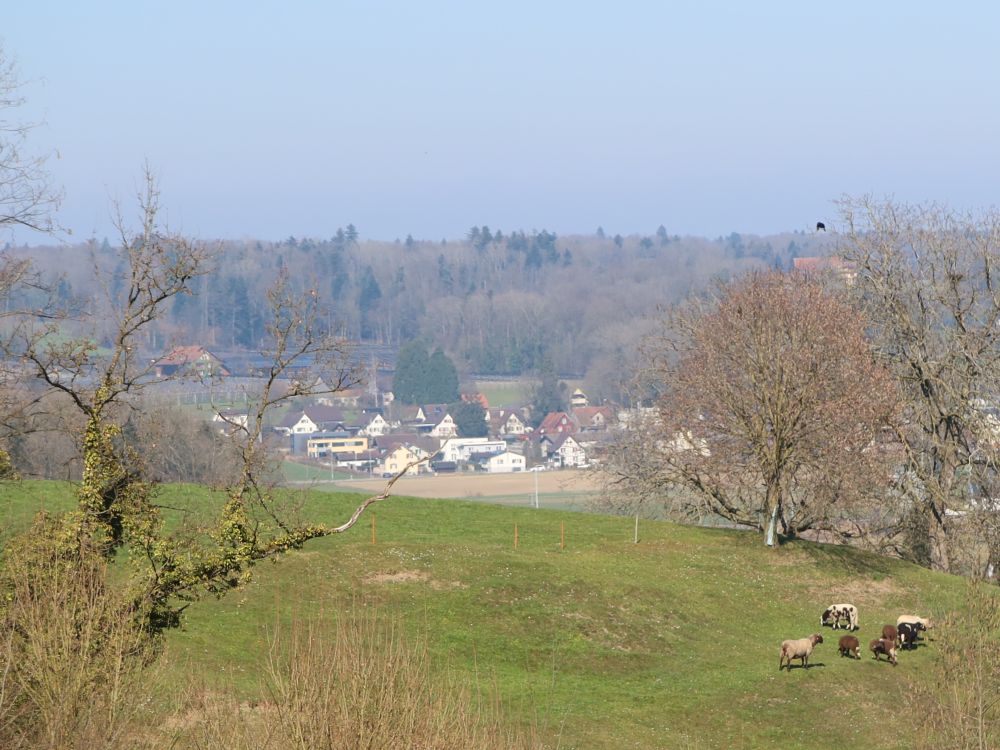Schafe bei Biessenhofen