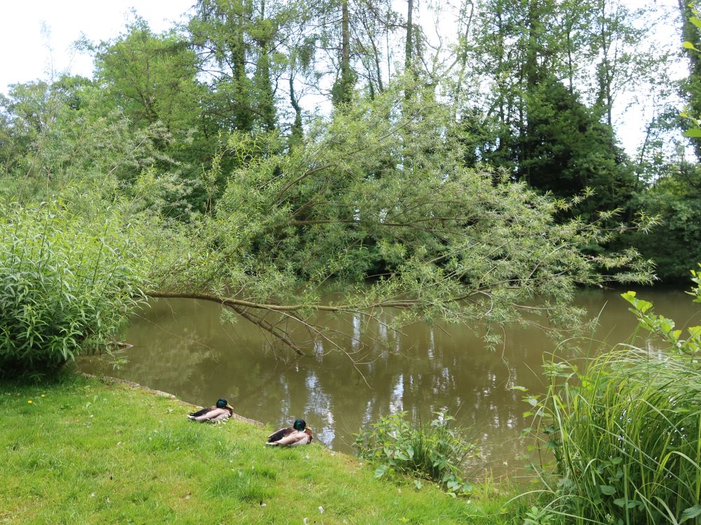 Enten am Hellmüliweier