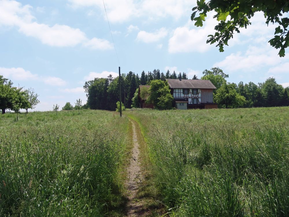 Wiesenpfad bei Räuchlisberg