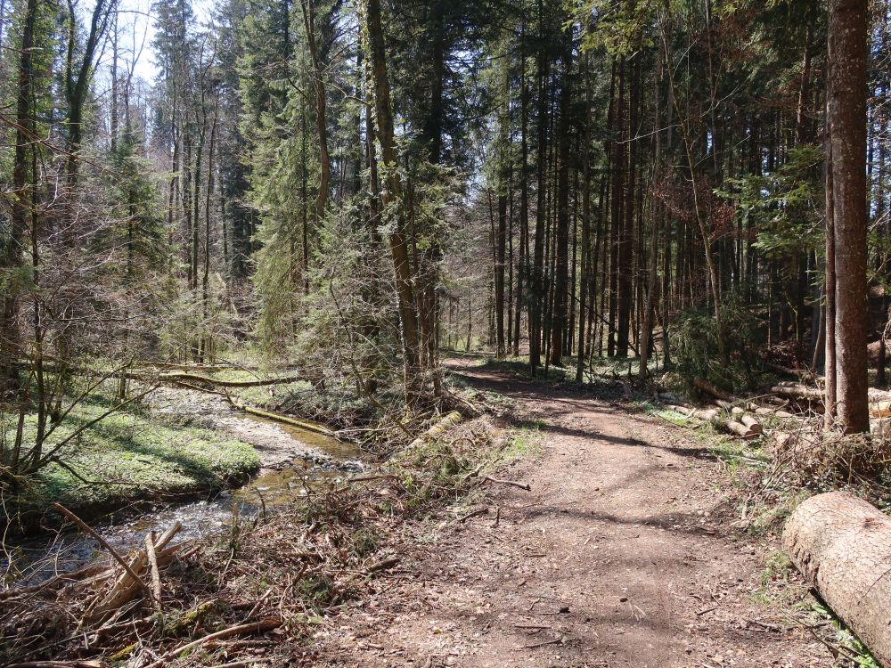 Waldweg am Chellenbach