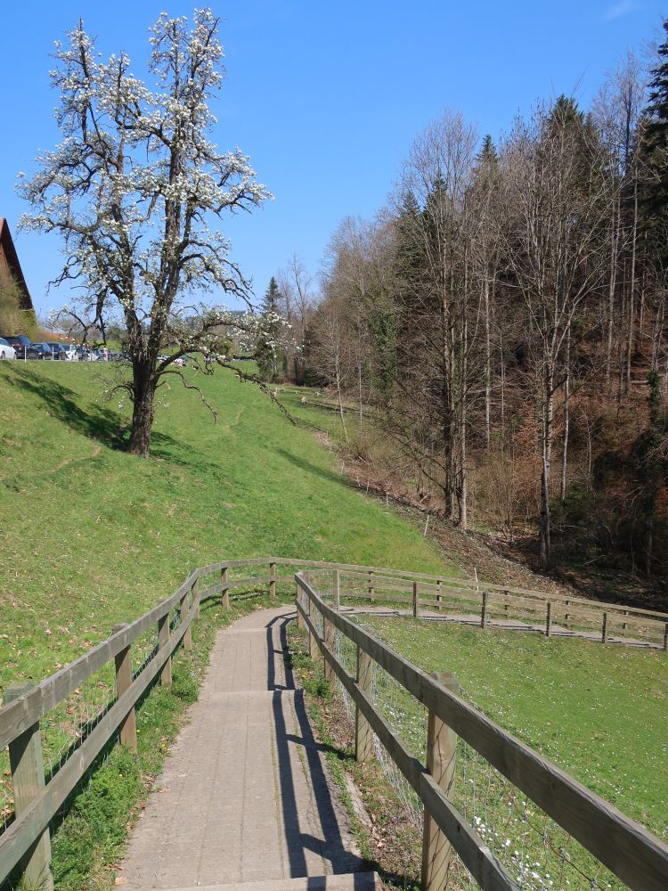 Wanderweg bei Neuchlen