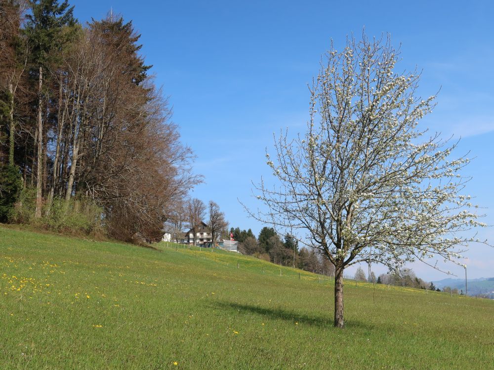 Hotel Säntisblick