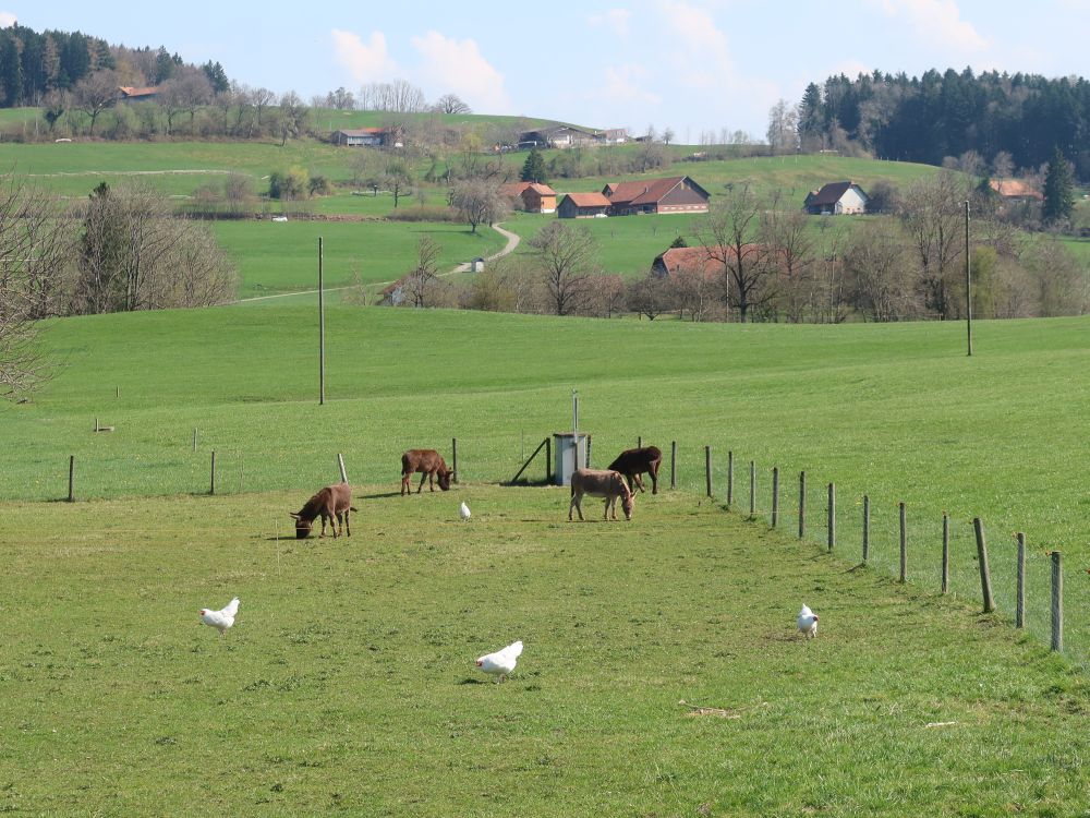 Esel und Hühner