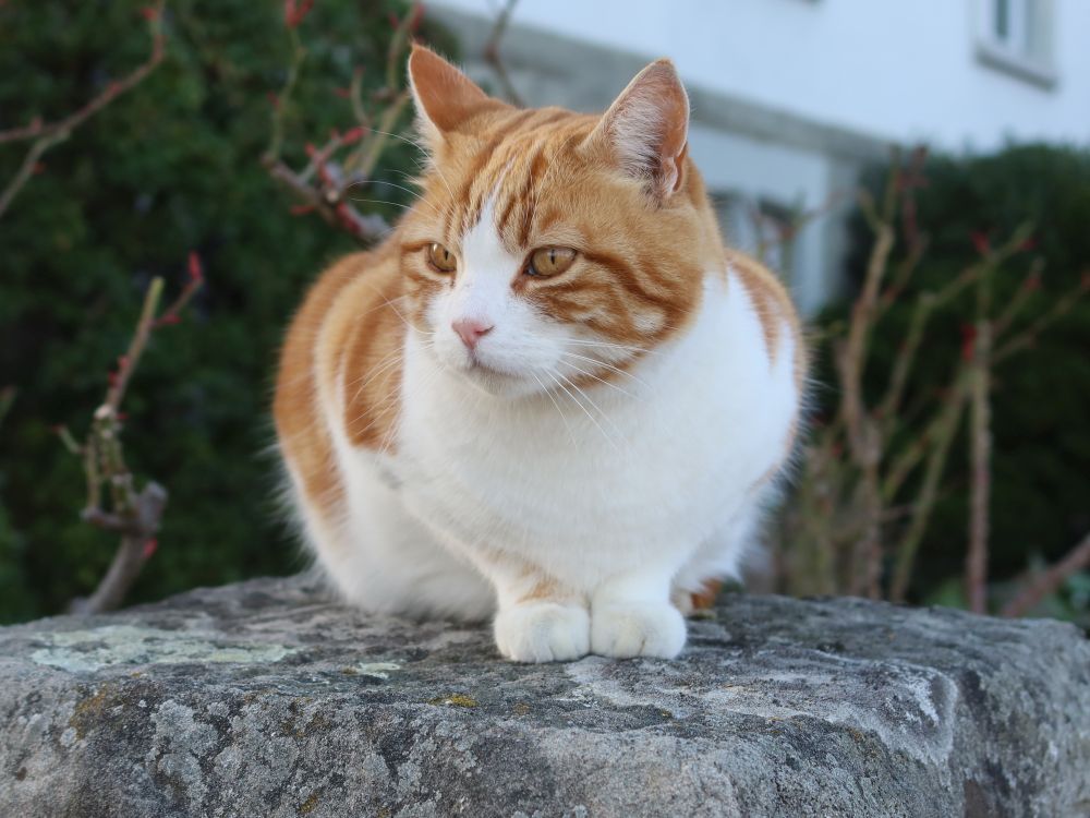 Katze