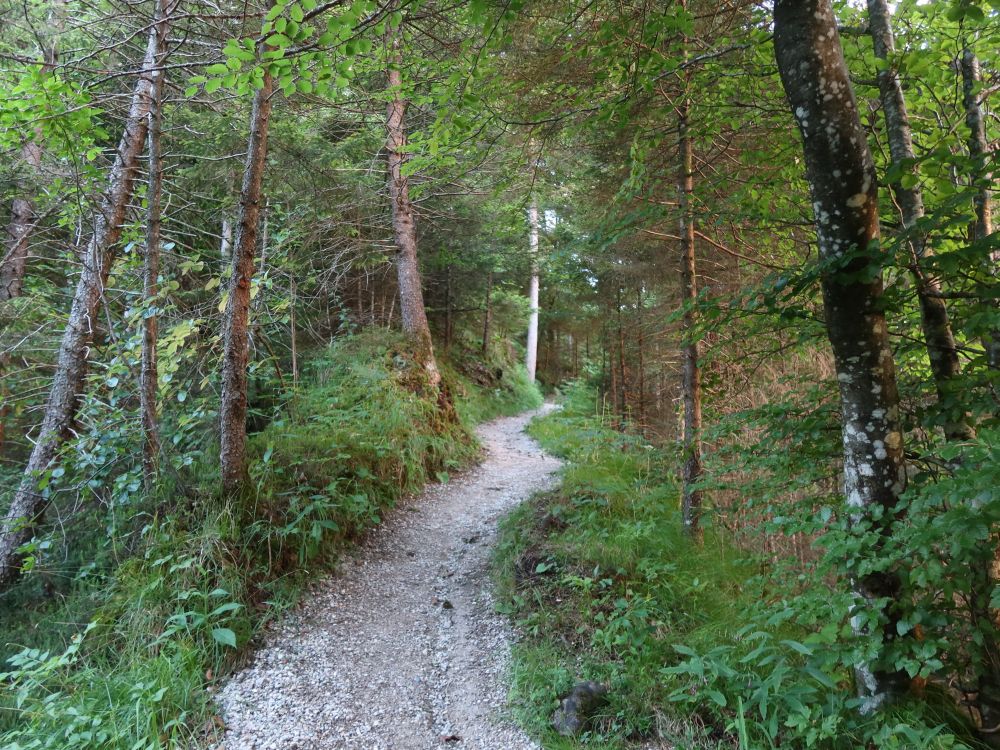 Waldweg