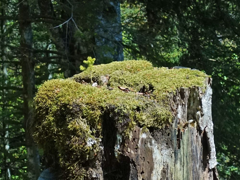 Neuer Trieb auf altem Stamm