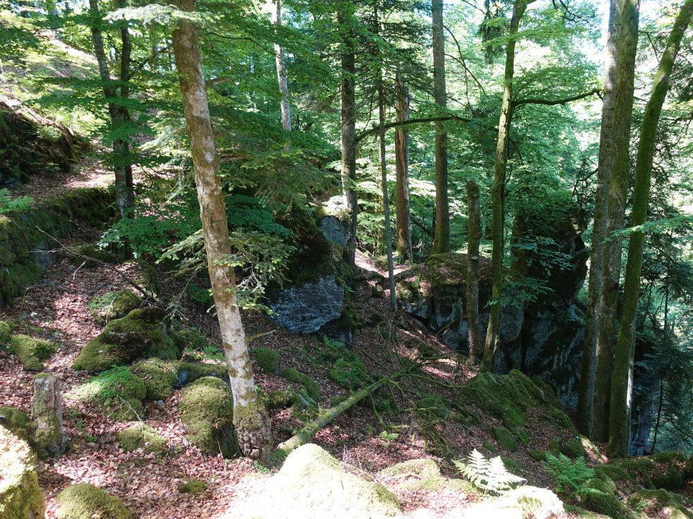 Felsen im Wald