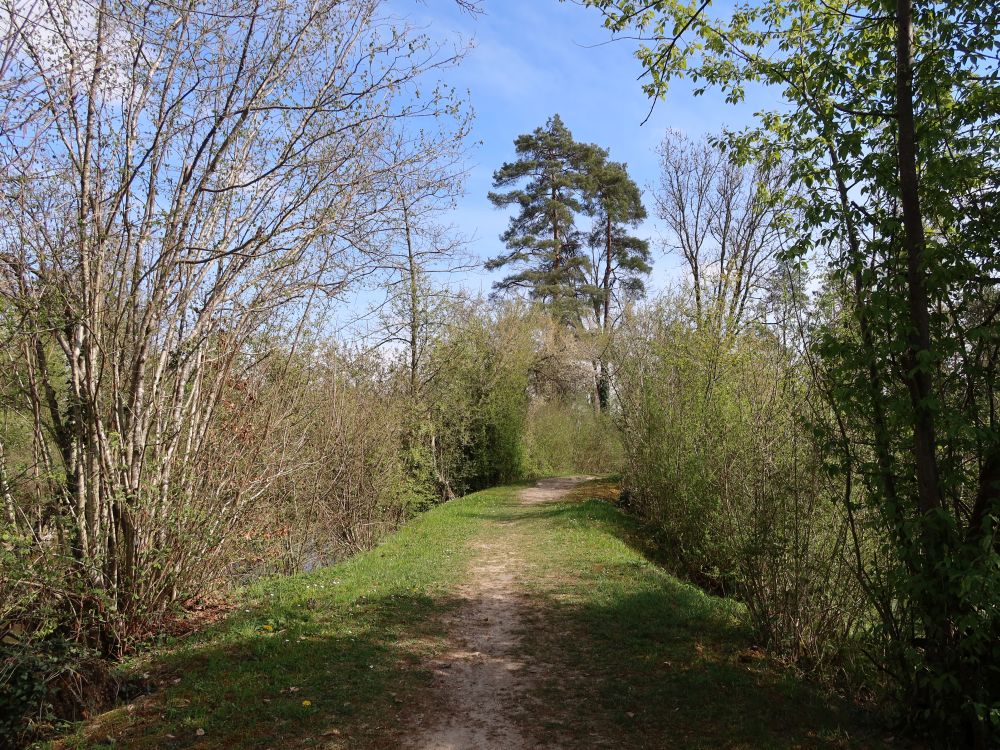 Damm zwischen Weiher und Murg