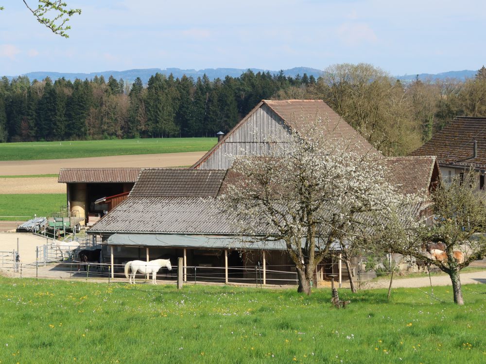 Bauernhof mit Pferd