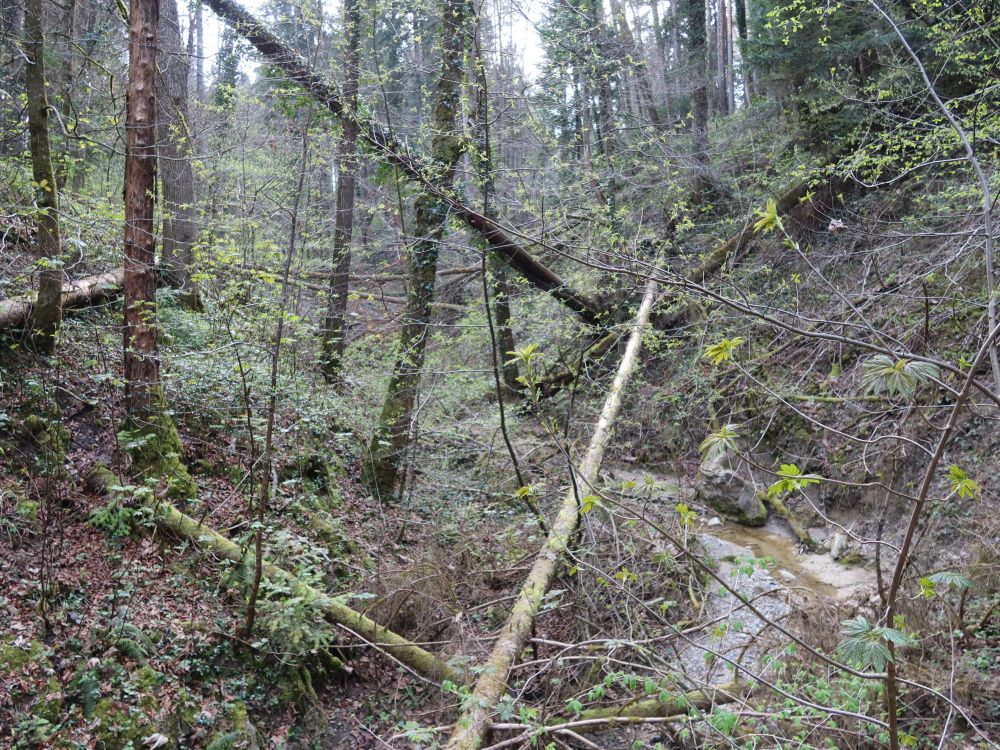 Tüüscherbach