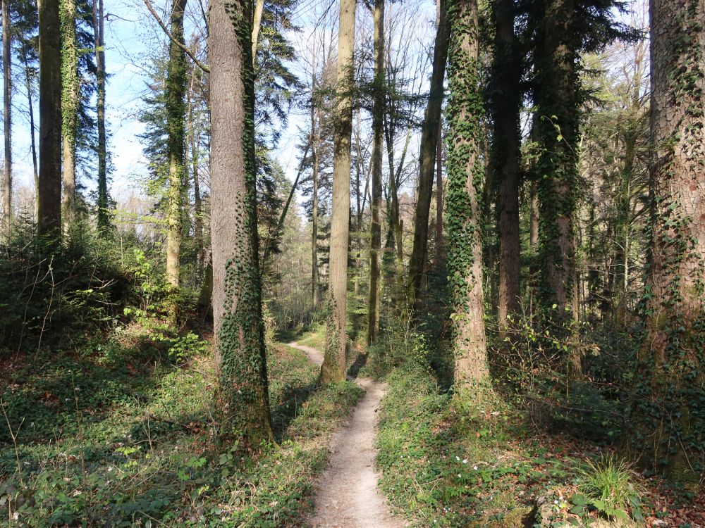 Waldpfad