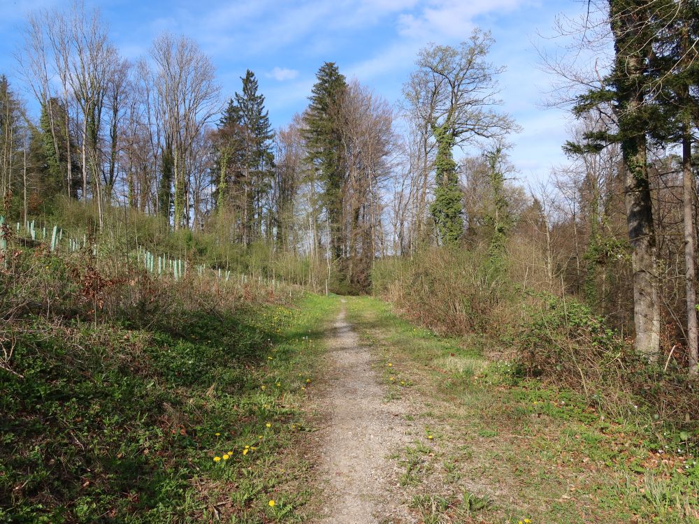 Pfad bei Tüüfelschuchi