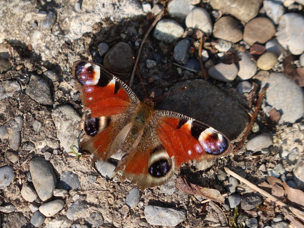 Schmetterling Pfauenauge
