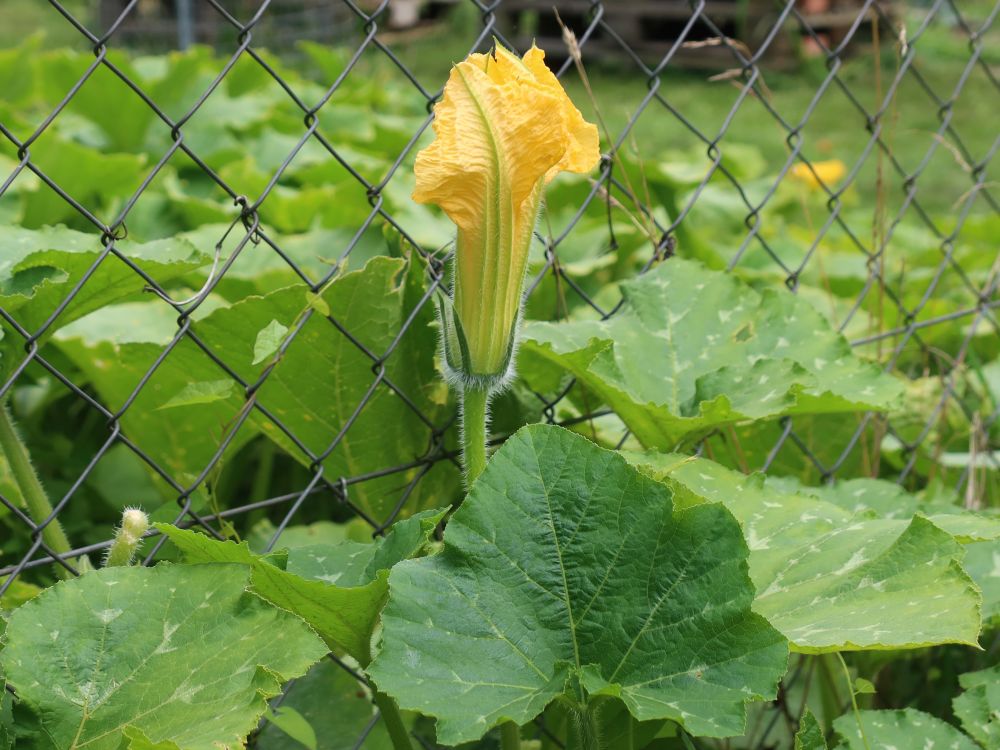 Kürbisblüte