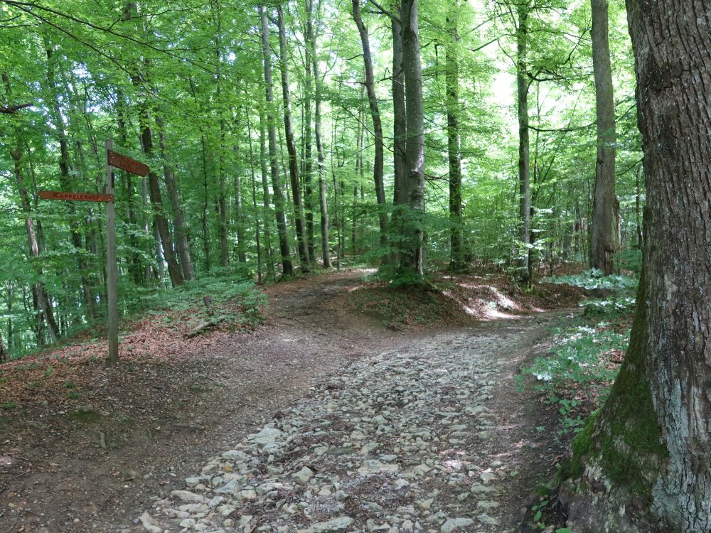 Waldweg