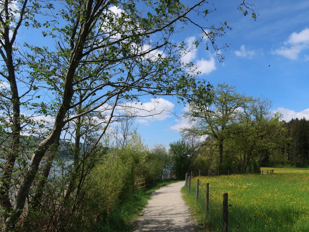 Uferweg am Ostufer des Baldeggersees