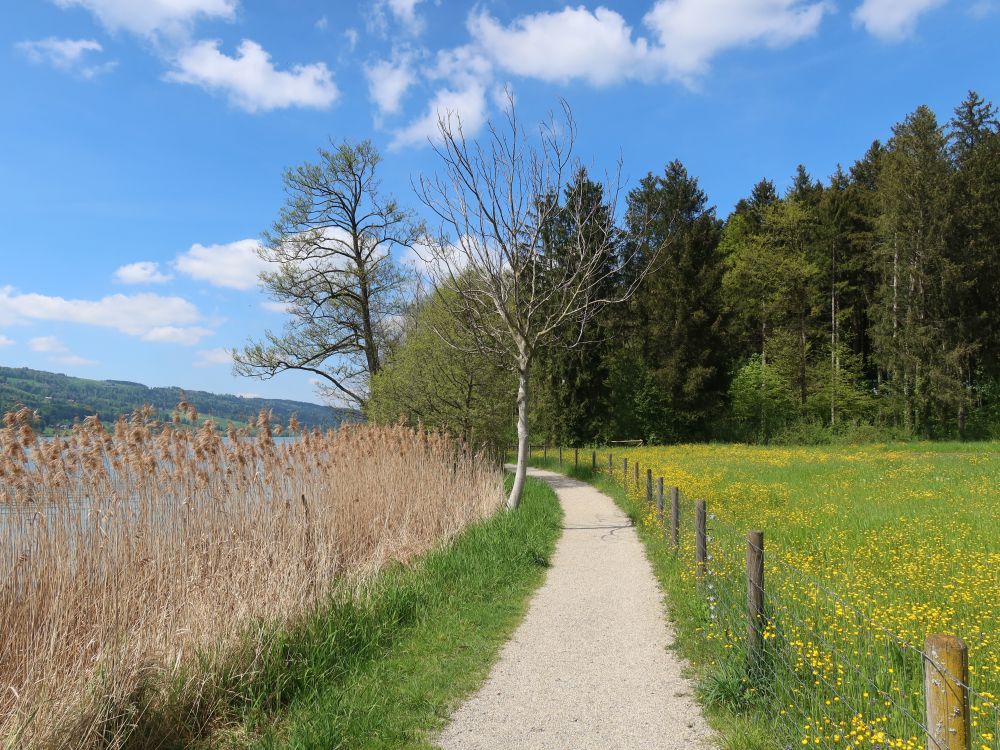 Uferweg am Ostufer des Baldeggersees