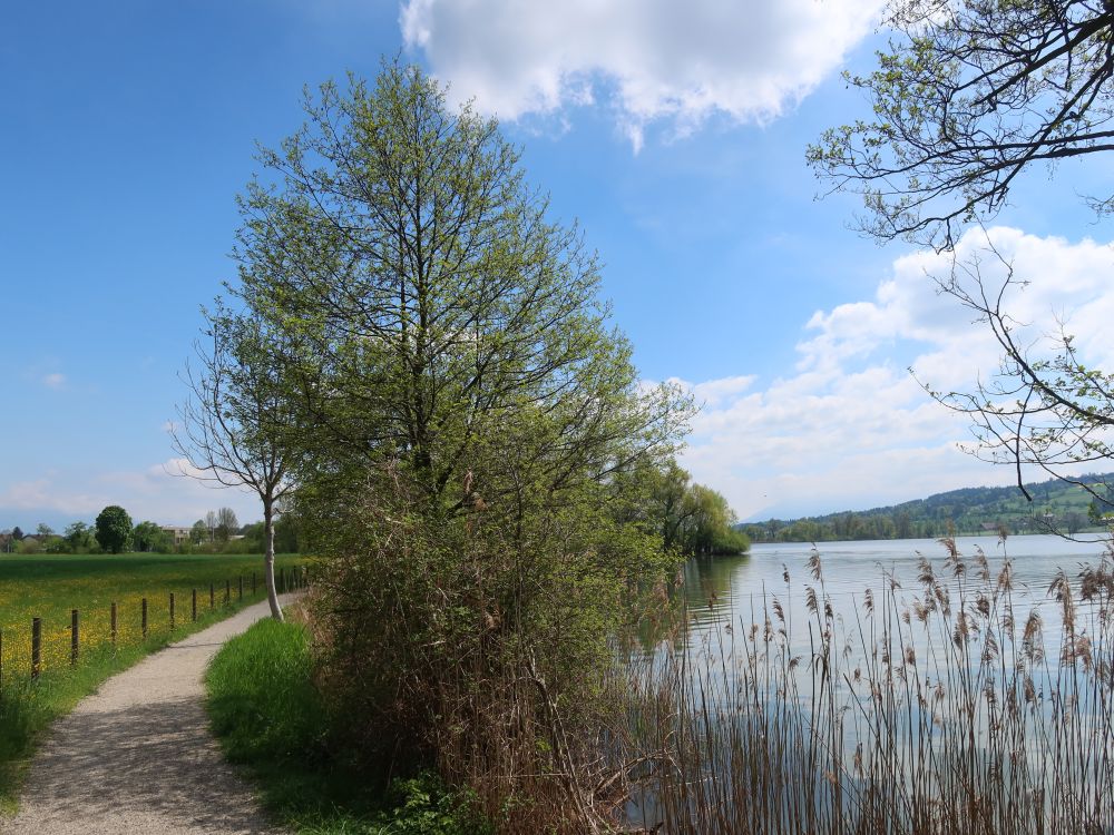 Uferweg am Ostufer des Baldeggersees