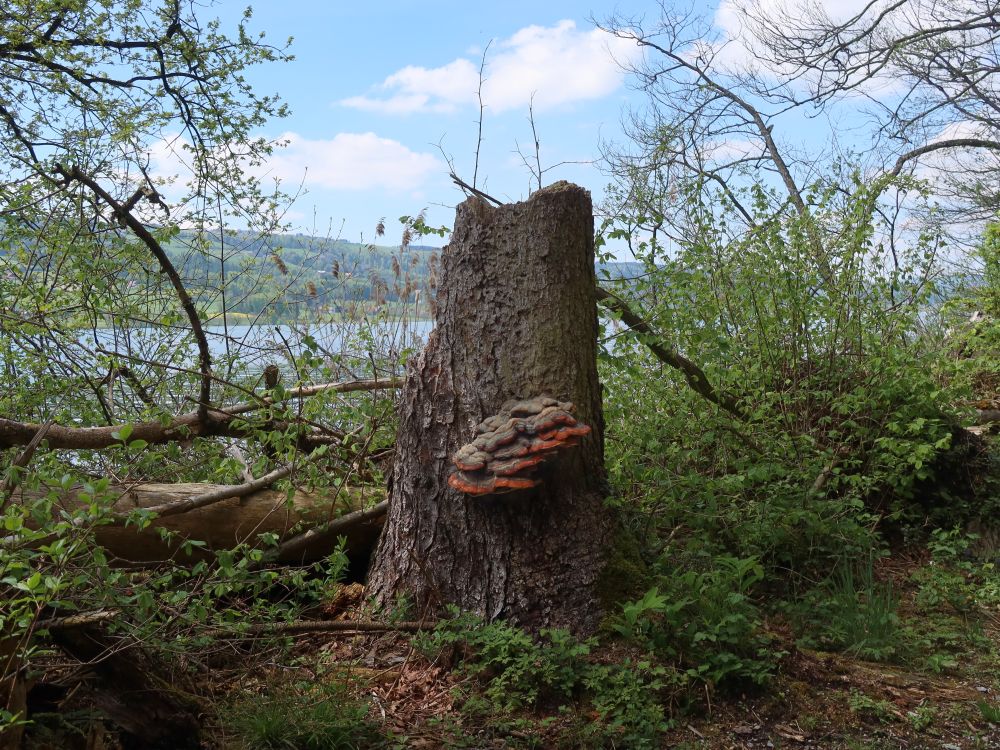 Baumstumpf mit Pilzen