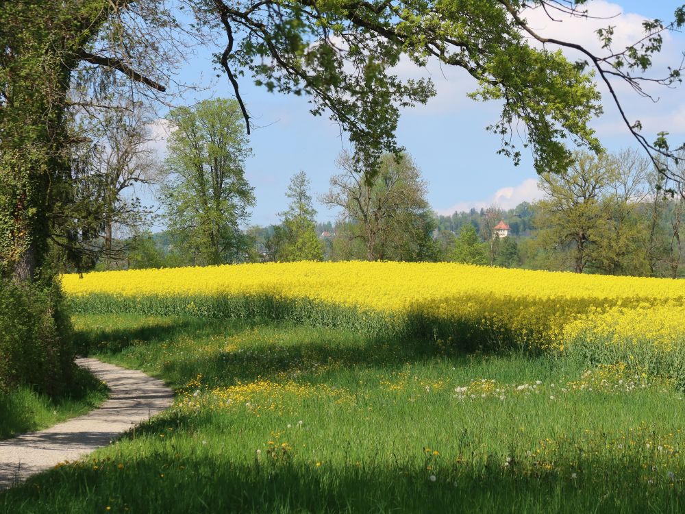 Rapsfeld und Schloss Heidegg