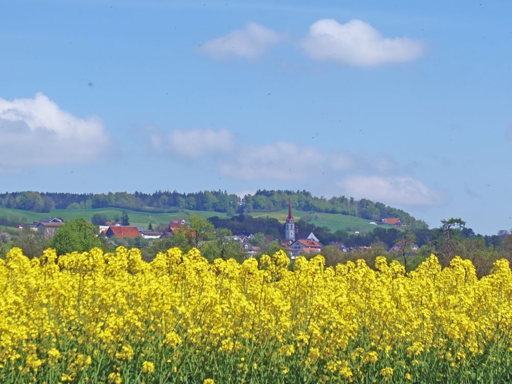 Kleinwangen überm Rapsfeld