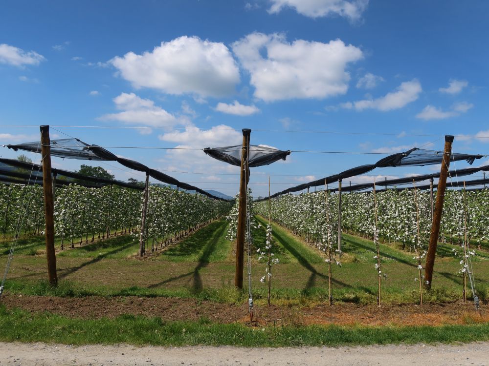 Obstplantagen