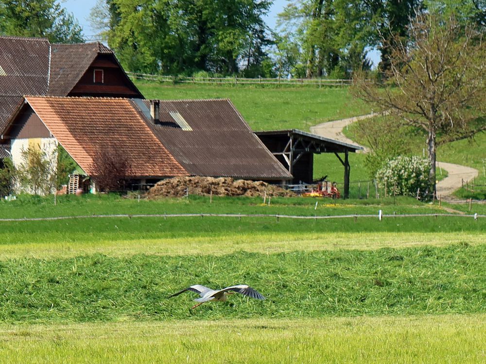 fliegender Reiher