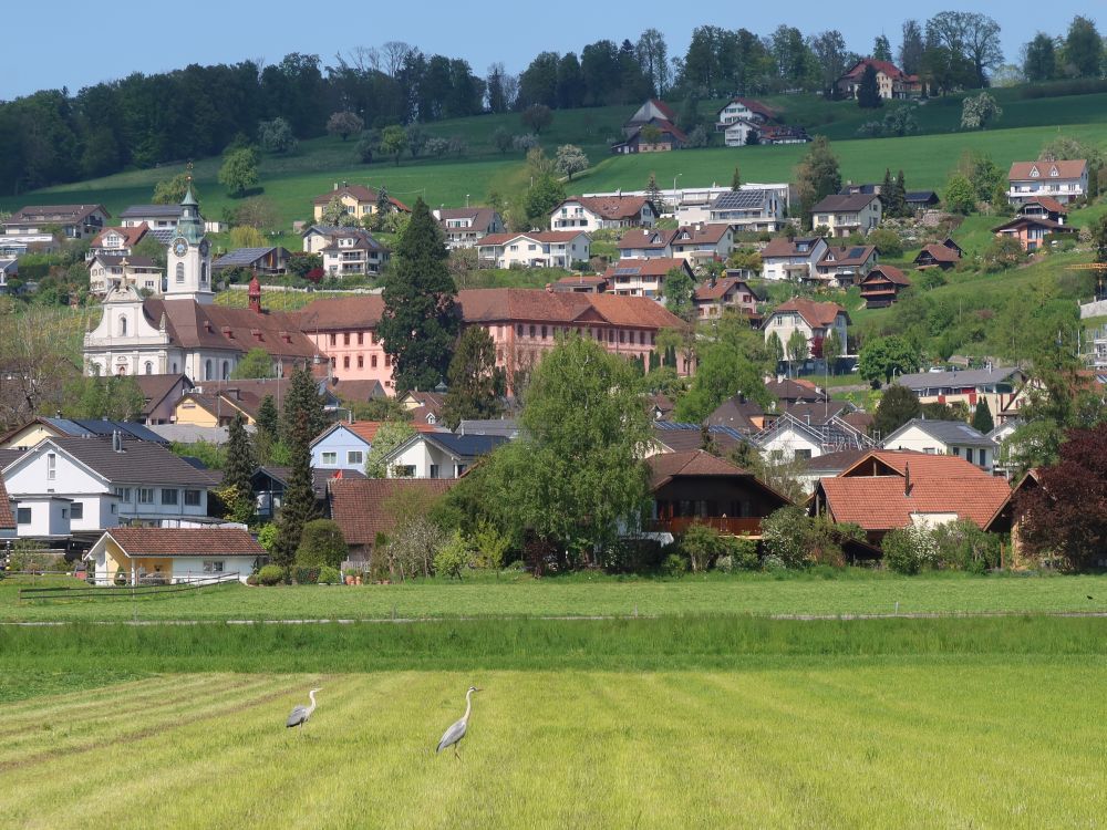 Reiher vor Kloster Hitzkirch