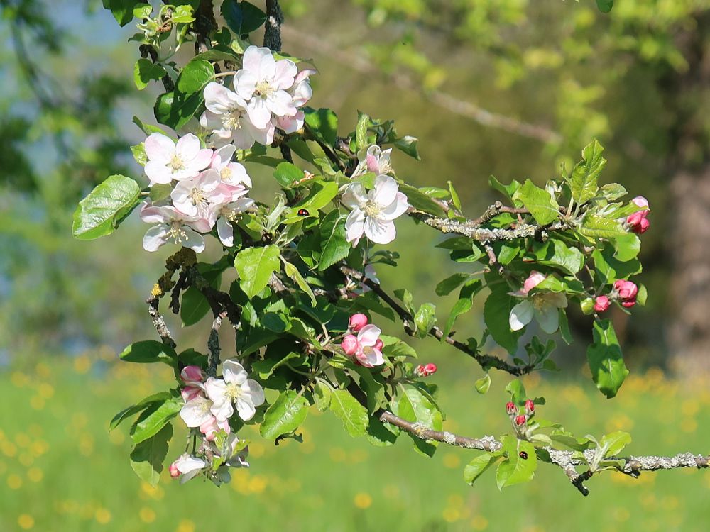 Apfelblüten